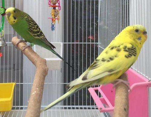 Congrats to Lemon and Lime who chose their new home in May 2017!