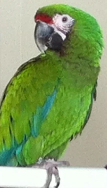 Chuckles was adopted in April 2017!