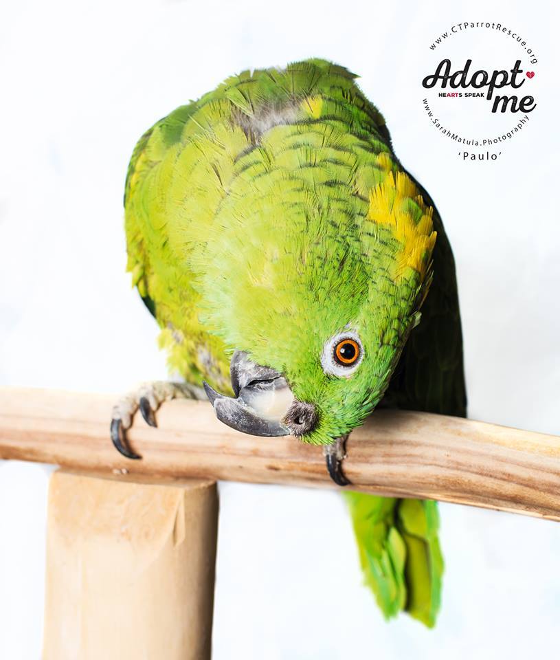 Congratulations to Paulo who chose a new mom and a parrot brother in May 2017!