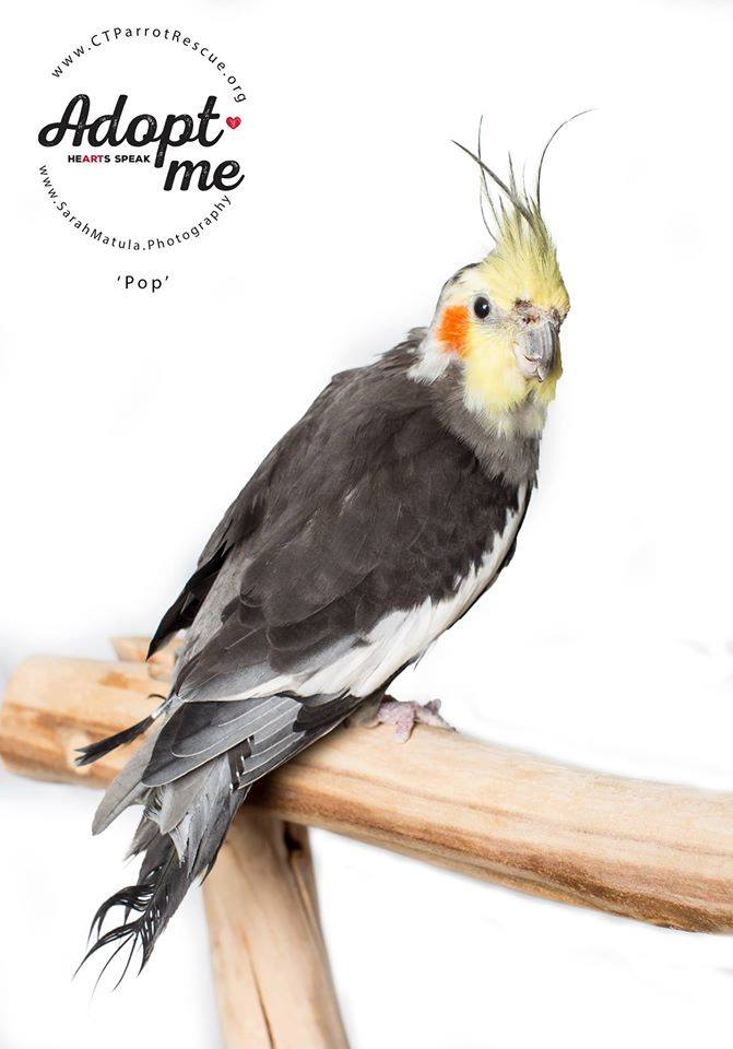 Pop was adopted in July 2017 and became a companion to an elderly male cockatiel.