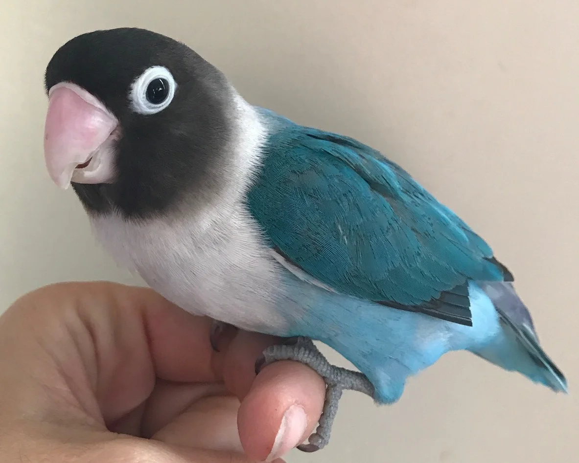 Sky (and Soleil) chose a family in December 2017!!
