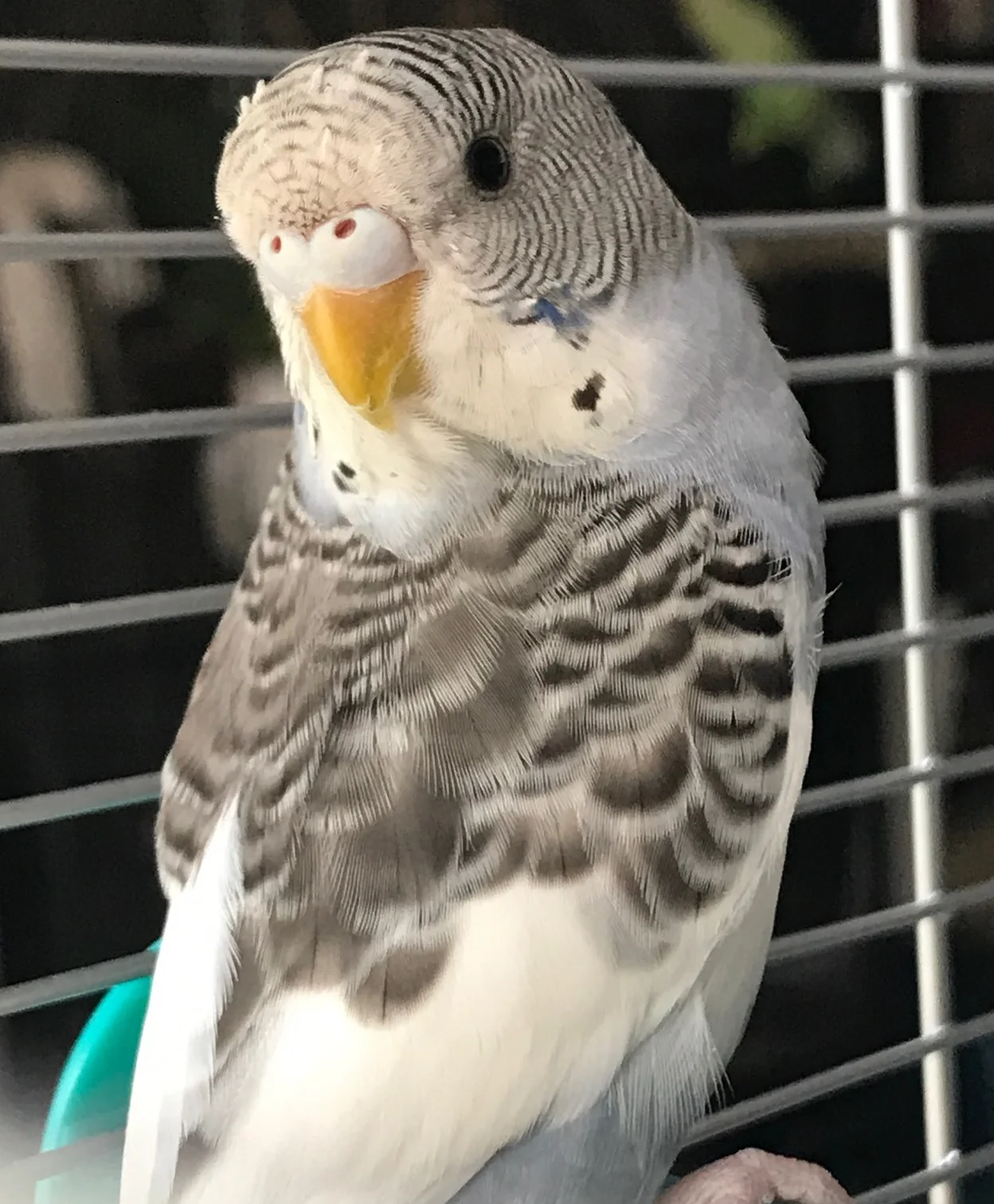 Congratulations to Storm who seamlessly moved into and started entertaining her new family with her antics in June 2017!