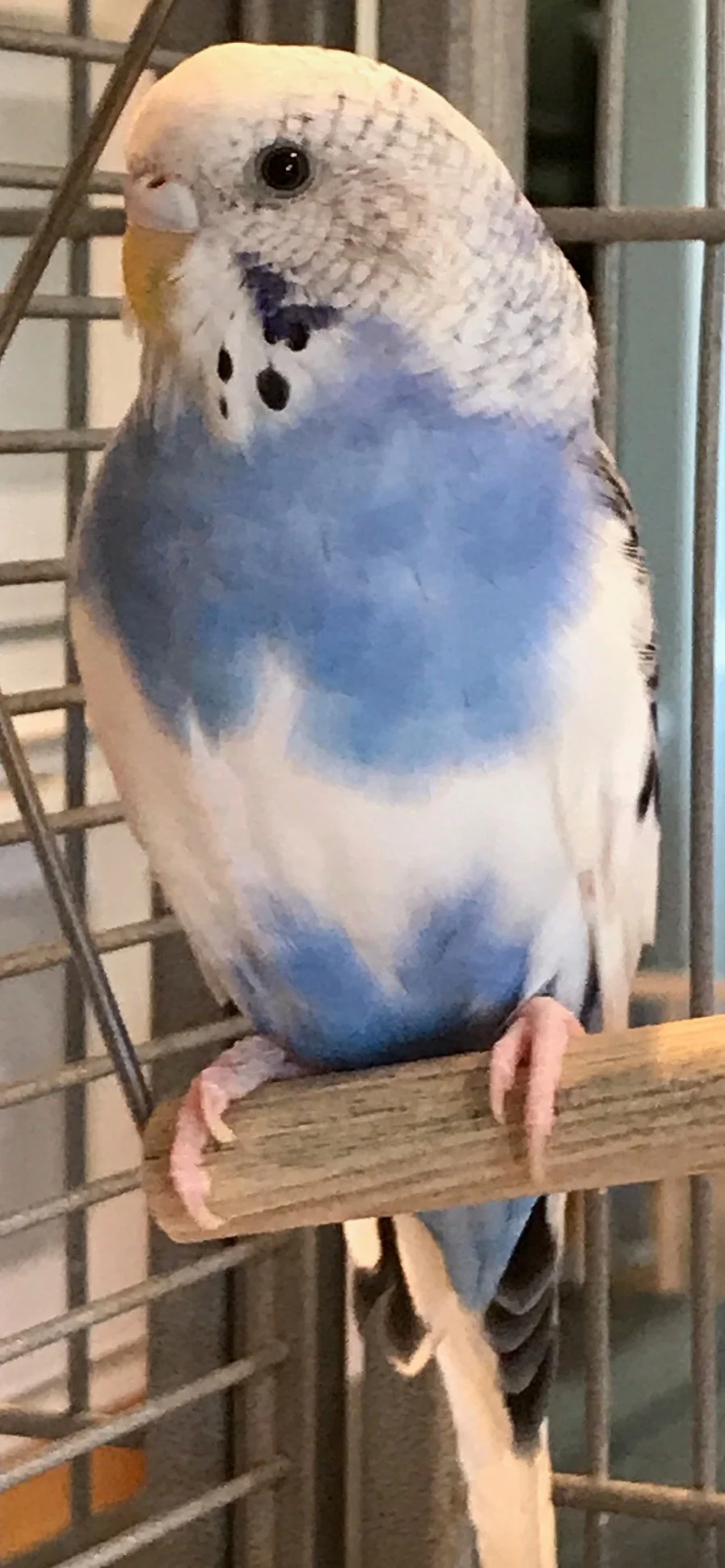 Peep was Adopted in September 2017!!
