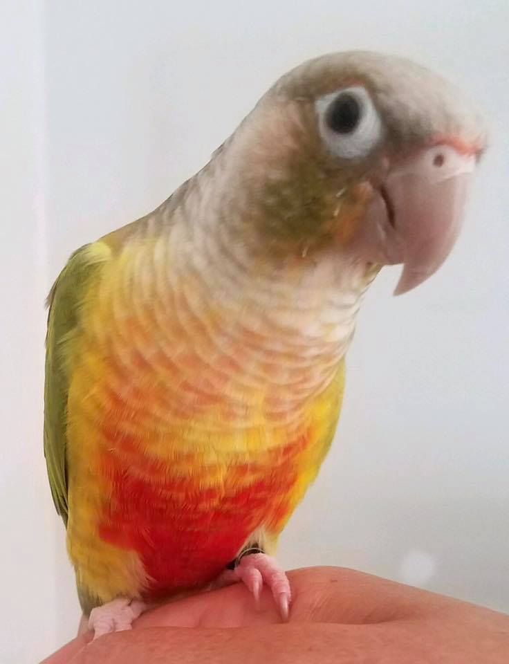 Chase was adopted in July 2017 and gained a conure sister!