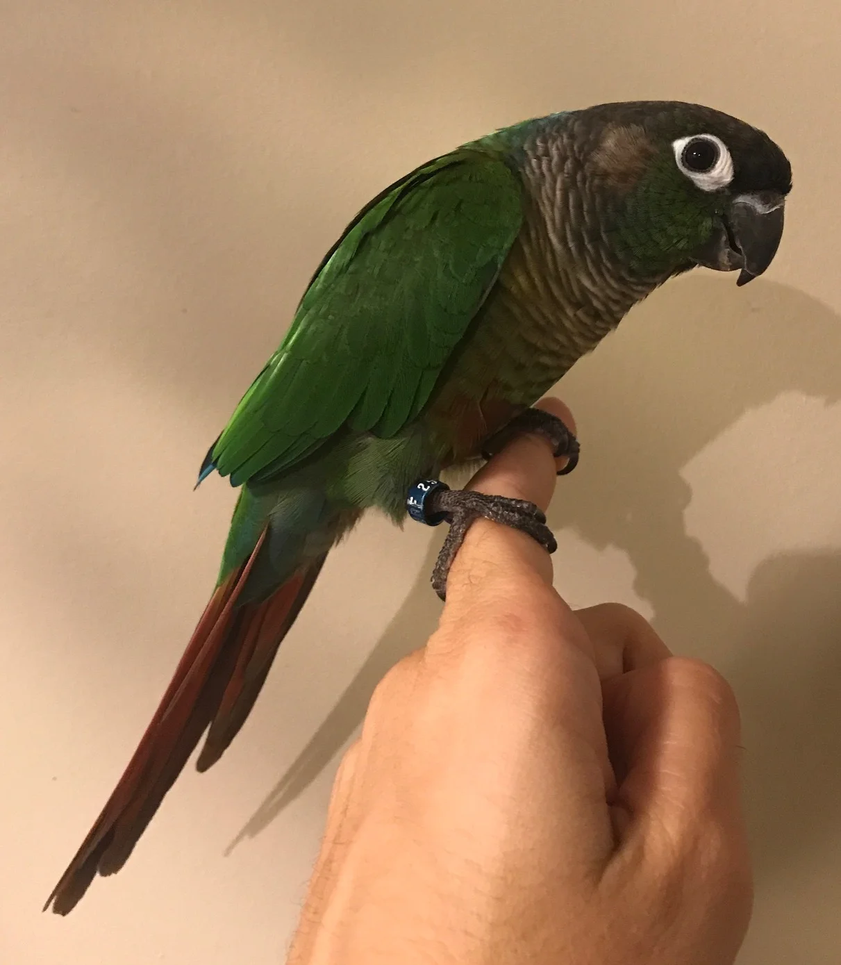 Buddy is a 3 year old Green Cheek Conure who was adopted in May 2019! GCCs live for 25+ years and are native to South America.