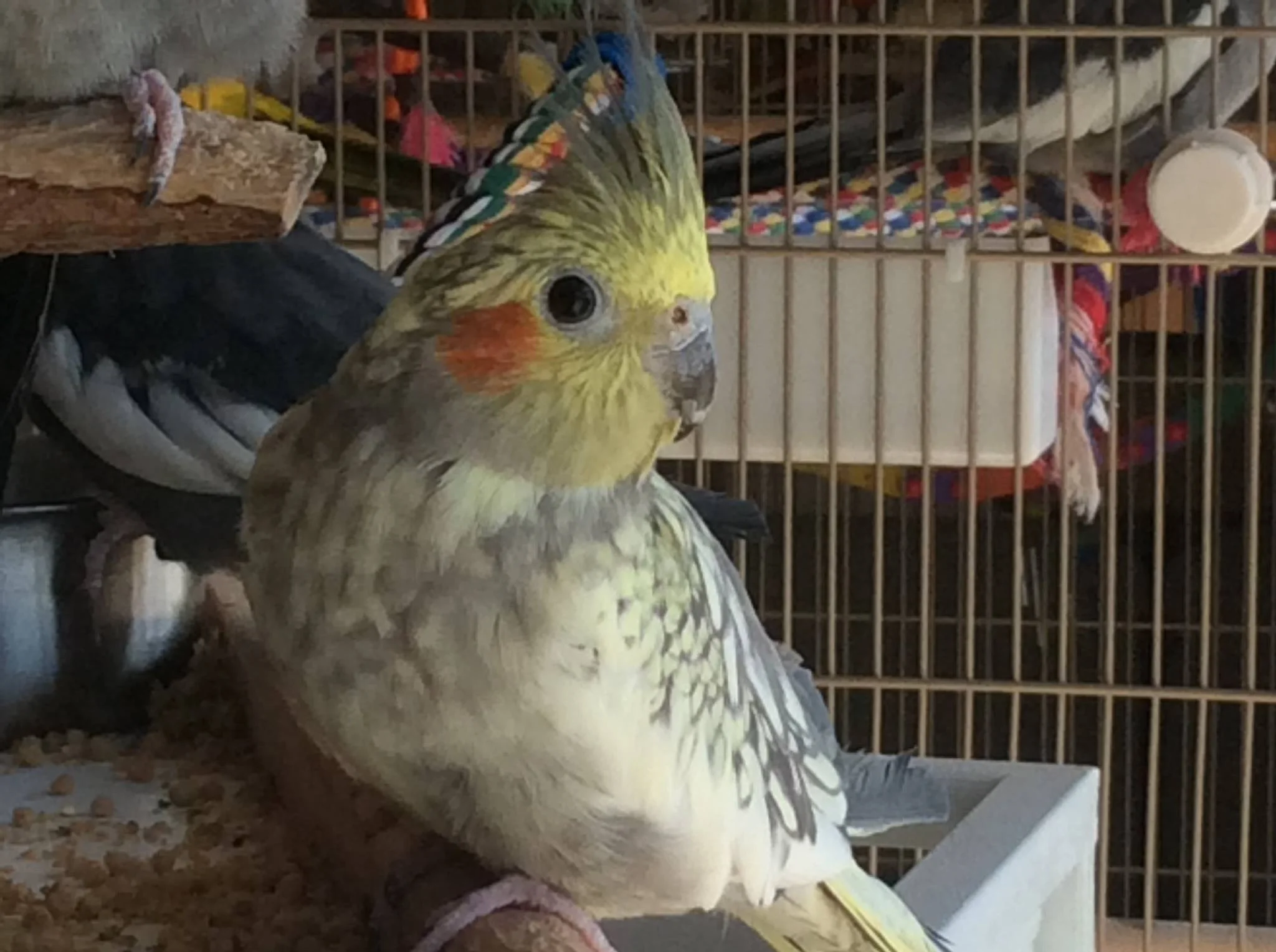 Dottie - a cockatiel - was adopted in January 2018!