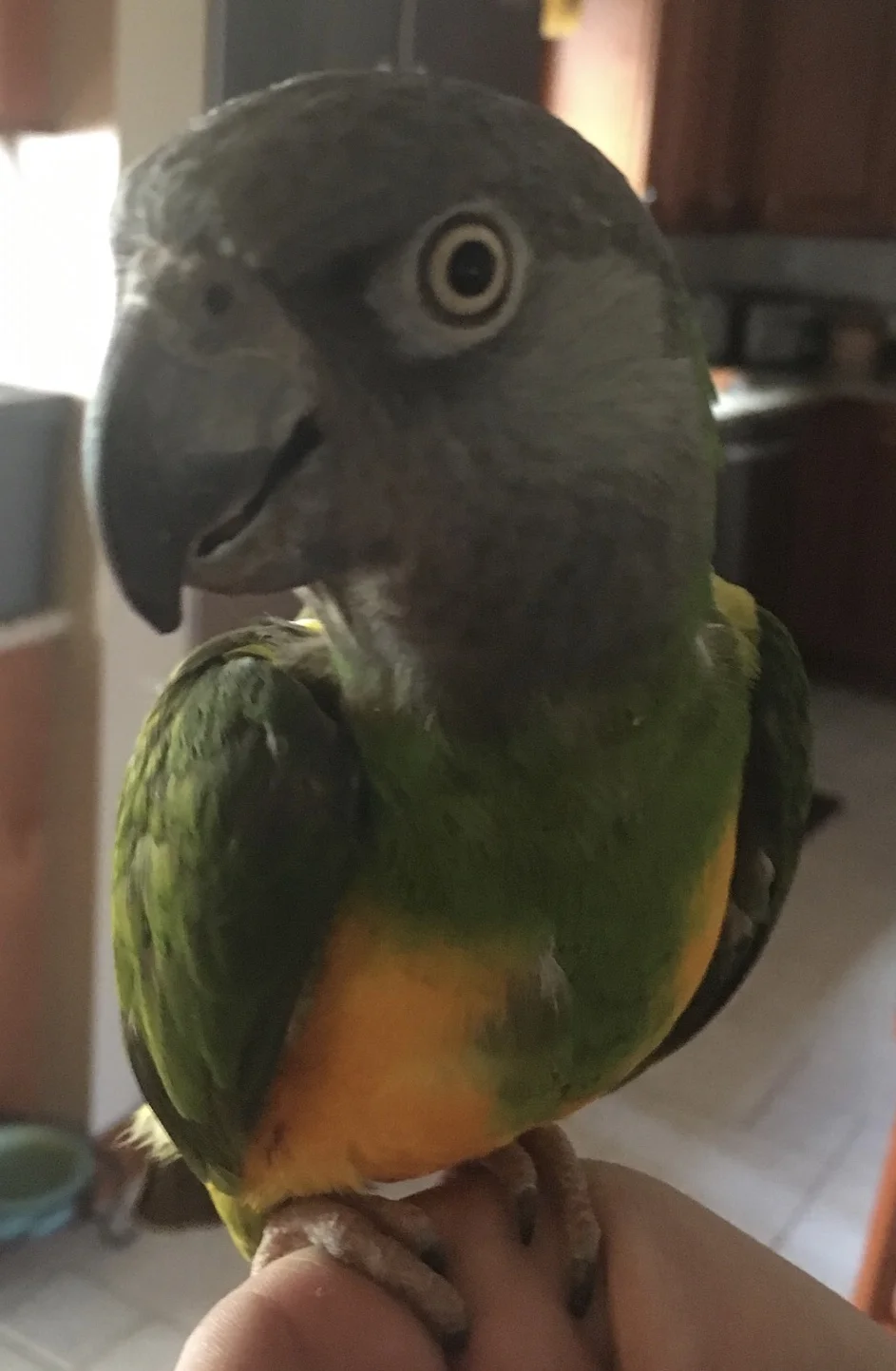 12 year old Dustin was adopted in May 2018! Senegals live for 35+ years and are native to Northwestern Africa.