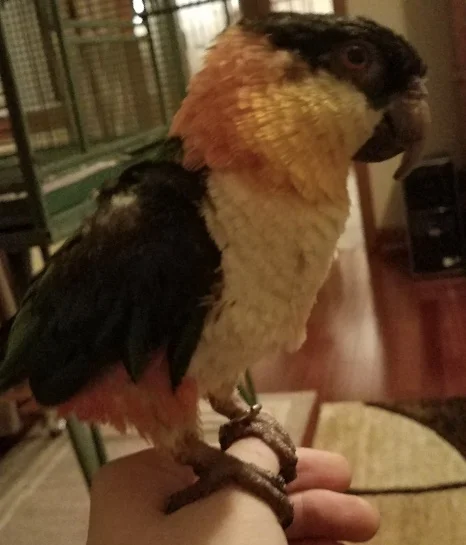 35 year old Cannibal was adopted in May 2018! Caiques live for 35+ years and are native to South America.