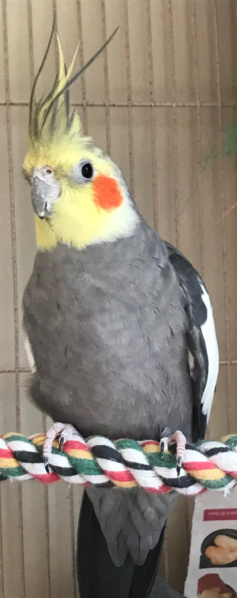 Logano was adopted with Nacho in February 2018!