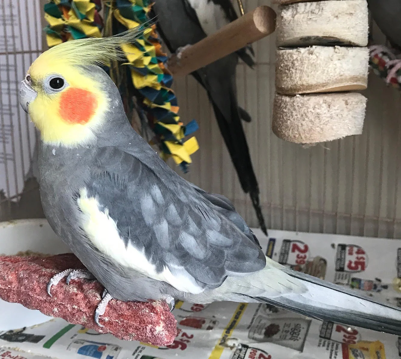 Nacho was adopted with Logano in February 2018!