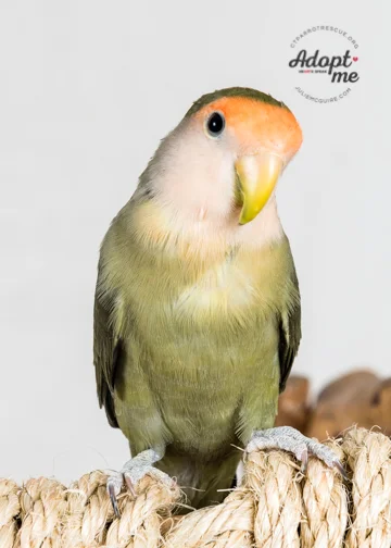 6 year old Oliver was adopted in February 2018 and gained some birdie siblings to keep him company! Good luck little man! Lovebirds live for 10+ years and are native to Africa. Photo Courtesy of J ulie McGuire Photography http://www.juliemcguire.com