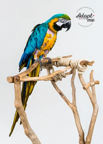 Buddy - a 19 year old Blue and Gold Macaw - was adopted in April 2018! Macaws live for 60+ years and are native to Central and South America. Photo Courtesy of J ulie McGuire Photography http://www.juliemcguire.com