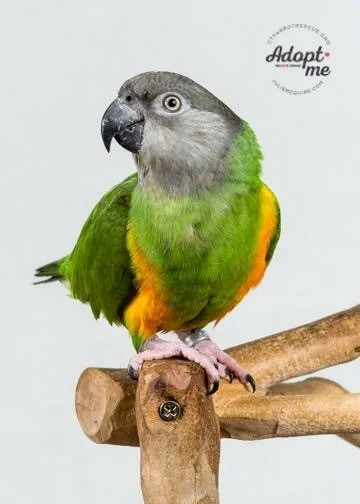 5 year old Tessa was adopted in May 2018! Senegals live for 35+ years and are native to Northern Africa. Photo Courtesy of J ulie McGuire Photography http://www.juliemcguire.com