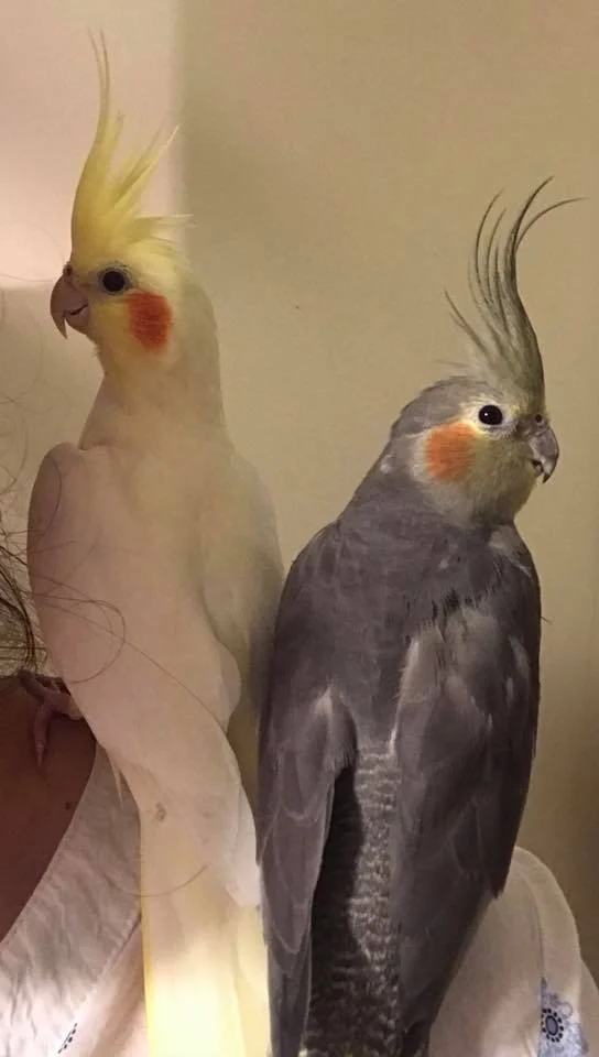 9 year old Sunny (mom) and 8 year old Morpheus (daughter) were adopted in April 2018!