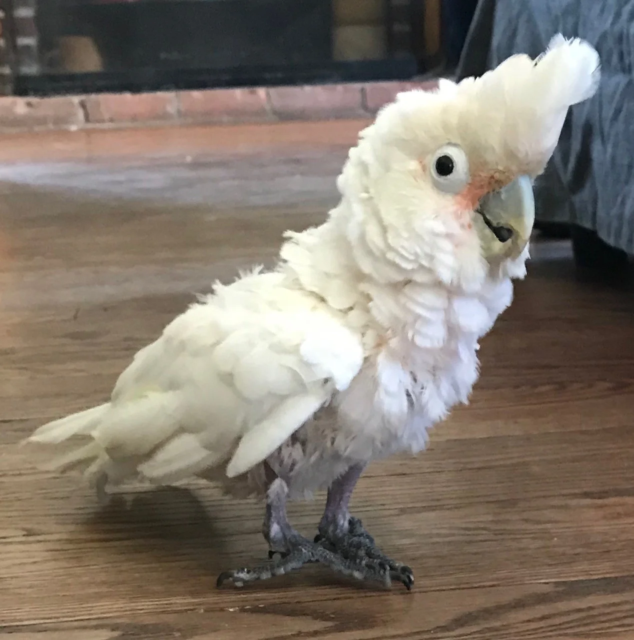 38 year old Gawkie was adopted in August 2018! Goffin's cockatoos live for 40+ years and are native to Indonesia.