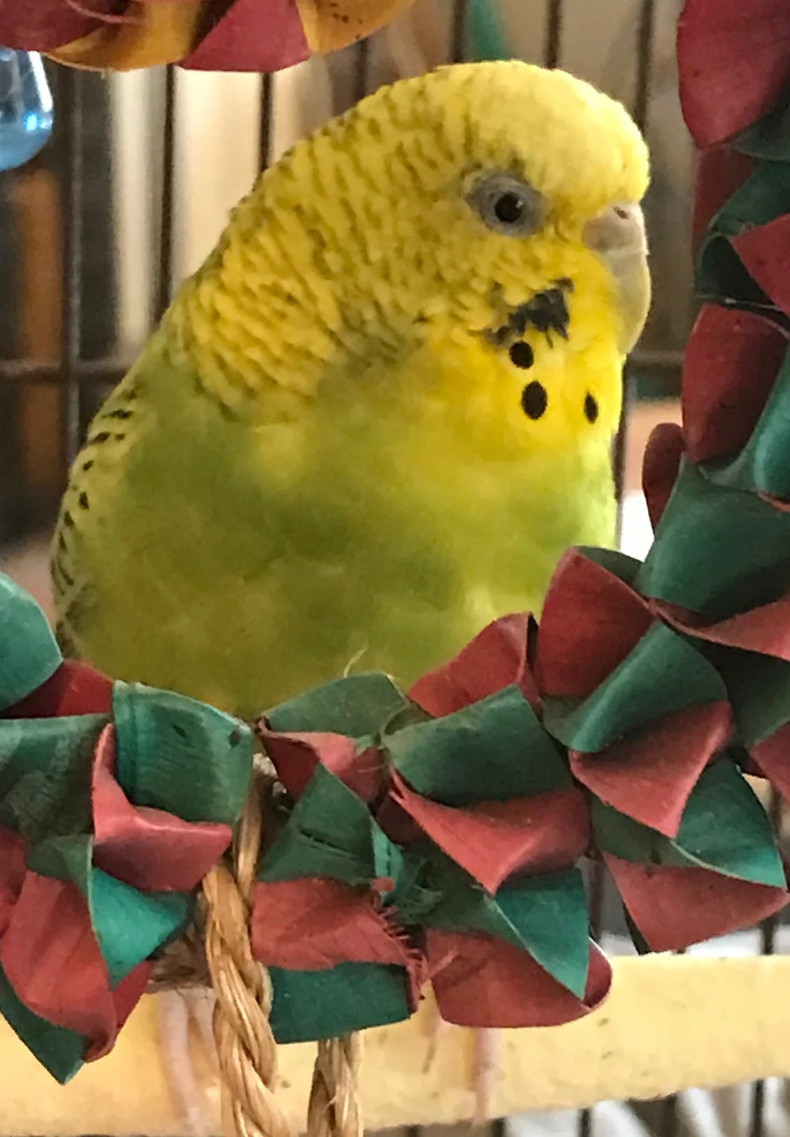 Lily was adopted in July 2018! She is an adult female parakeet who was found outside by one of our former adopters. Parakeets are native to Australia and live for 10+ years.