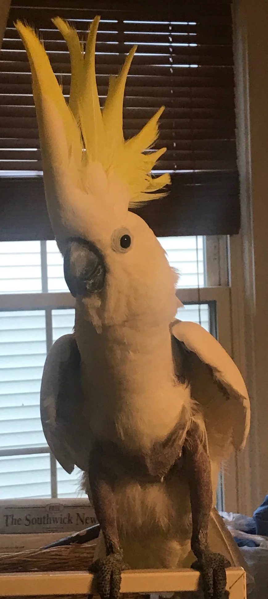 Congrats to 30 year old Noogie on her adoption! She is a wild caught Medium Sulfur Crested Cockatoo who was surrendered due to changing circumstances in her family's ability to continue to provide for her needs. Sulfur Crested Cockatoos live for 50+ years and are native to Australia and New Guinea.