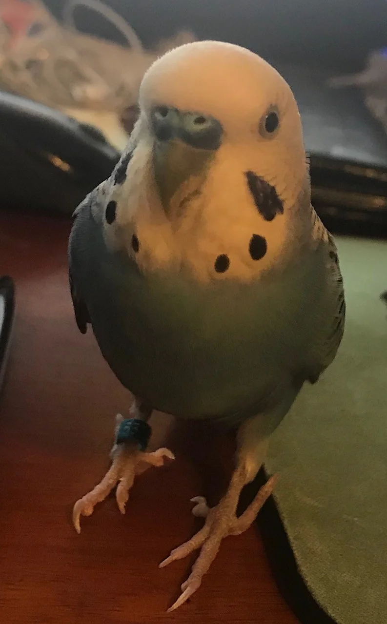 2 year old Lloyd was adopted in May 2018! Parakeets live for 10+ years and are native to Australia.