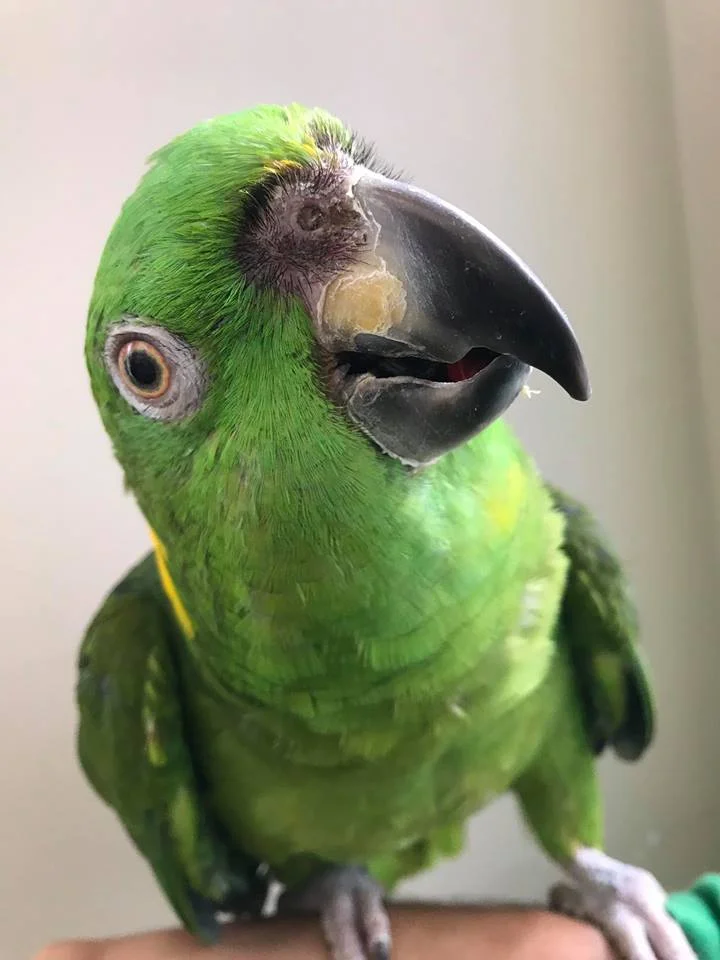 ~33 year old Crockett, a Yellow Nape Amazon was adopted in December 2018 after his human dad passed away. Amazons are native to Central and South America and live for 50+ years.