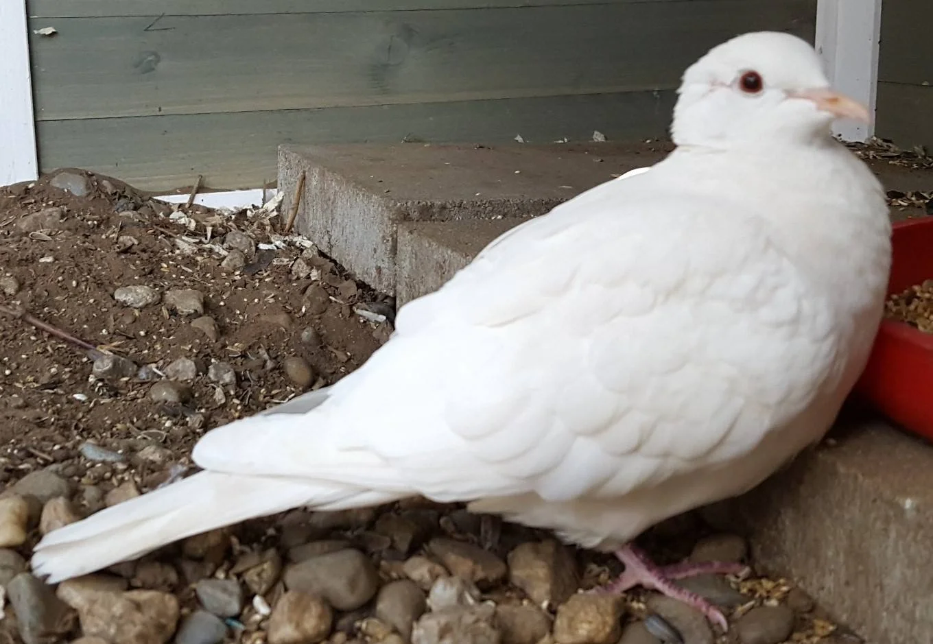 5 year old Wally was adopted in December 2018. Doves and Pigeons live 30+ years in captivity.
