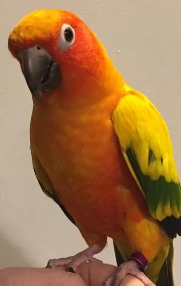 10 year old Maddie (a male sun conure) was adopted in April 2019! Sun Conures live for 25+ years and are native to South America.