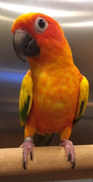 Sunny was adopted in May 2019! Sun Conures live for 25+ years and are native to South America.