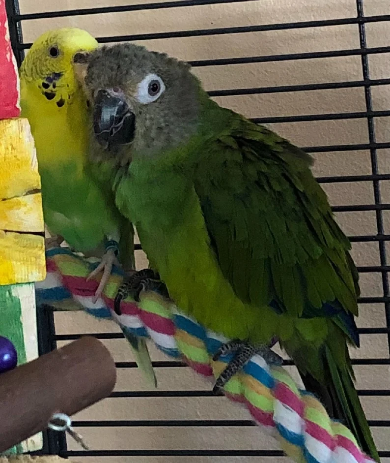 ADOPTION PENDING - Boss Bird (female parakeet) and Reggie (Dusky Conure - gender pending) are quite the dymanic duo! They are both about 3 years old. They preen each other and cuddle. While Boss Bird is perfectly happy to hang out in her cage, Reggie is a complete clown! He/she loves to hang upside down and flap his/her wings as fast as possible. Every toy has been played with and Reggie is the protector of the parakeets...until treat time - she/he thiks those are all for him/her! We are continuing theri step up training and it is going well so far. With more time and truse, this could be a truly engaging duo! Their adoption fee if $275. Parakeets are native to Australia and live for 10+ years. Dusky Conures are native to South America and live for 25+ years.