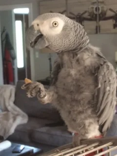 Meet Croton! Croton is a 22 year old (gender pending) Congo African Grey. He was surrendered due to his parents next stage in retirement. It is important to them that Croton find the best possible home so that his MANY remaining years are happy ones! Croton is coming out of his shell in his foster home and showing just how smart he is. He is doing a great job transitioning to his new pellet diet. Croton needs a confident and patient owner who is able to give him lots of time and attention! The African Grey is native to Africa and can be found inside a range from Kenya to the Ivory Coast. They have a lifespan of 50+ years. Croton’s adoption fee is $350