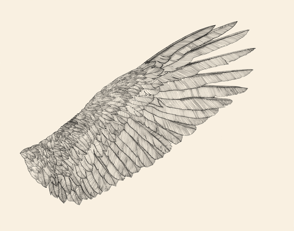 Pegasus wings