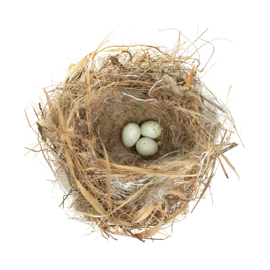 Nest_01_record copy.jpg