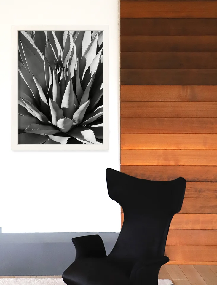 Agave_BW_vignette.jpg