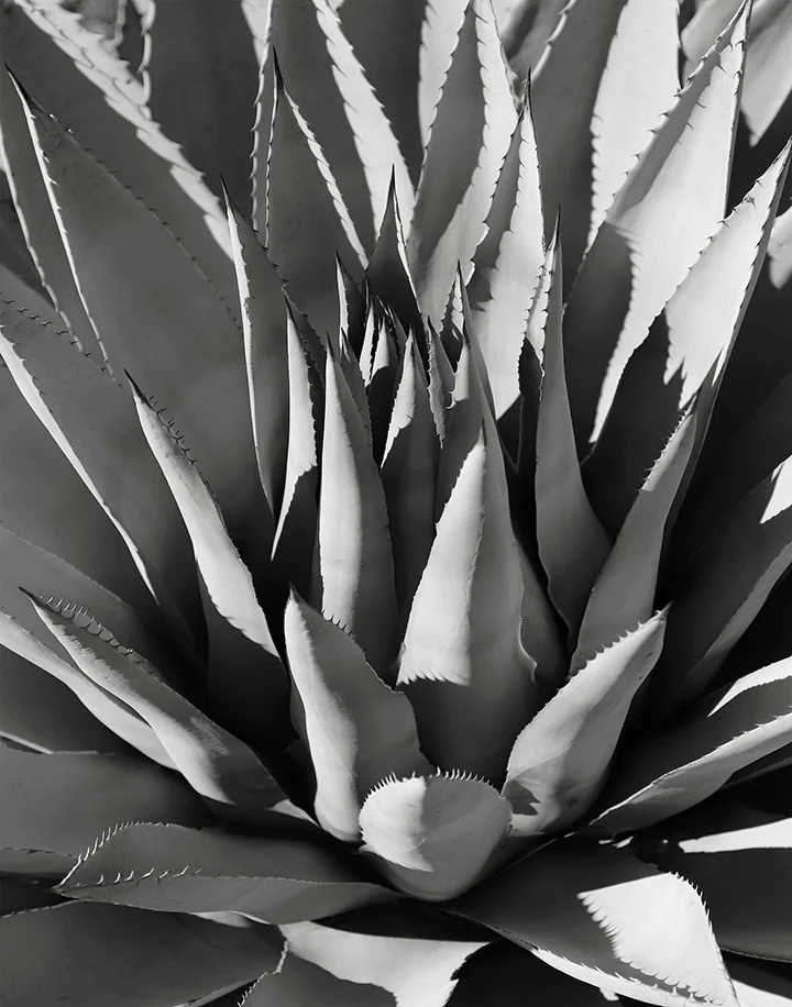 Agave_BW_web.jpg