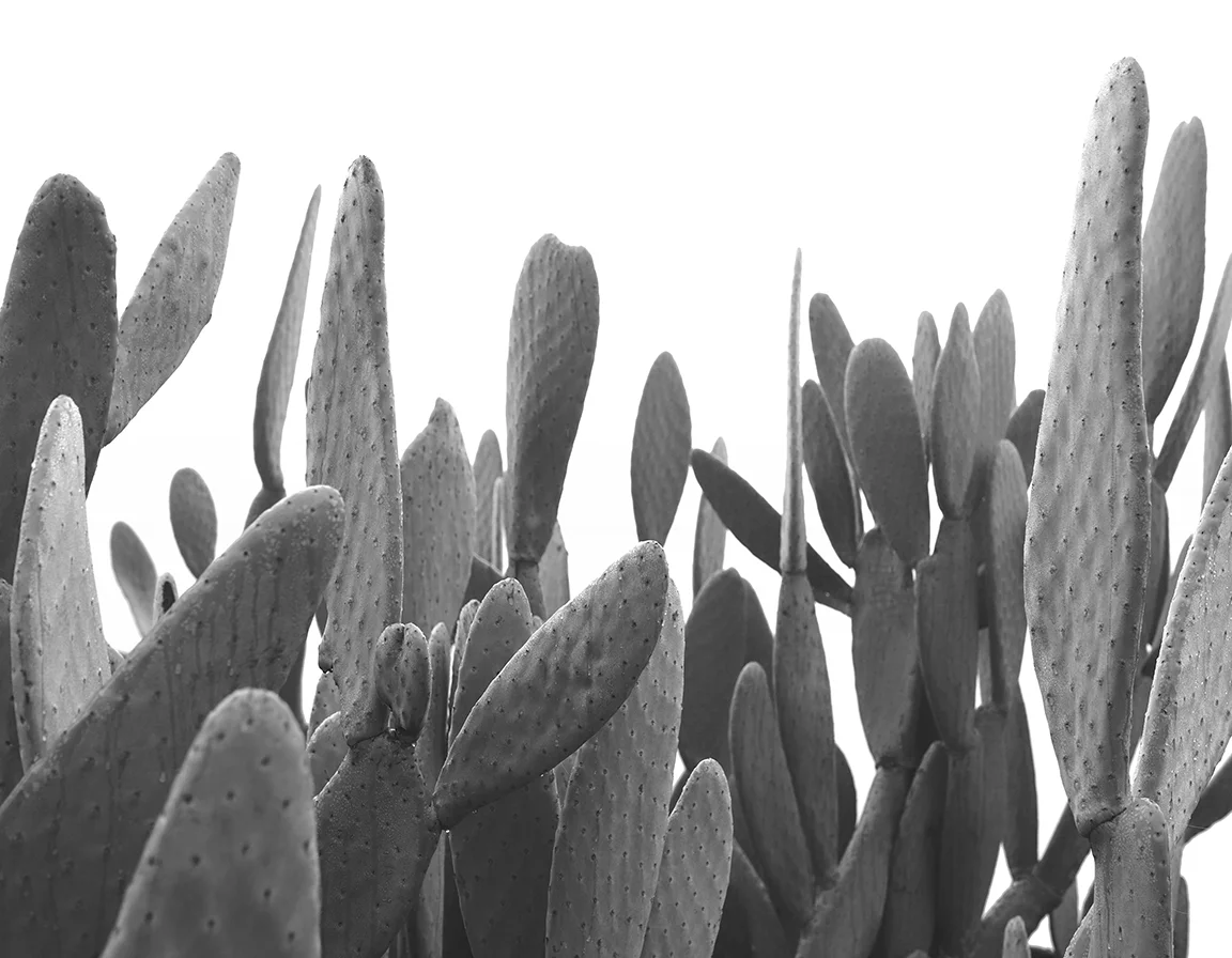 Cactus_pinky_BW_web.jpg