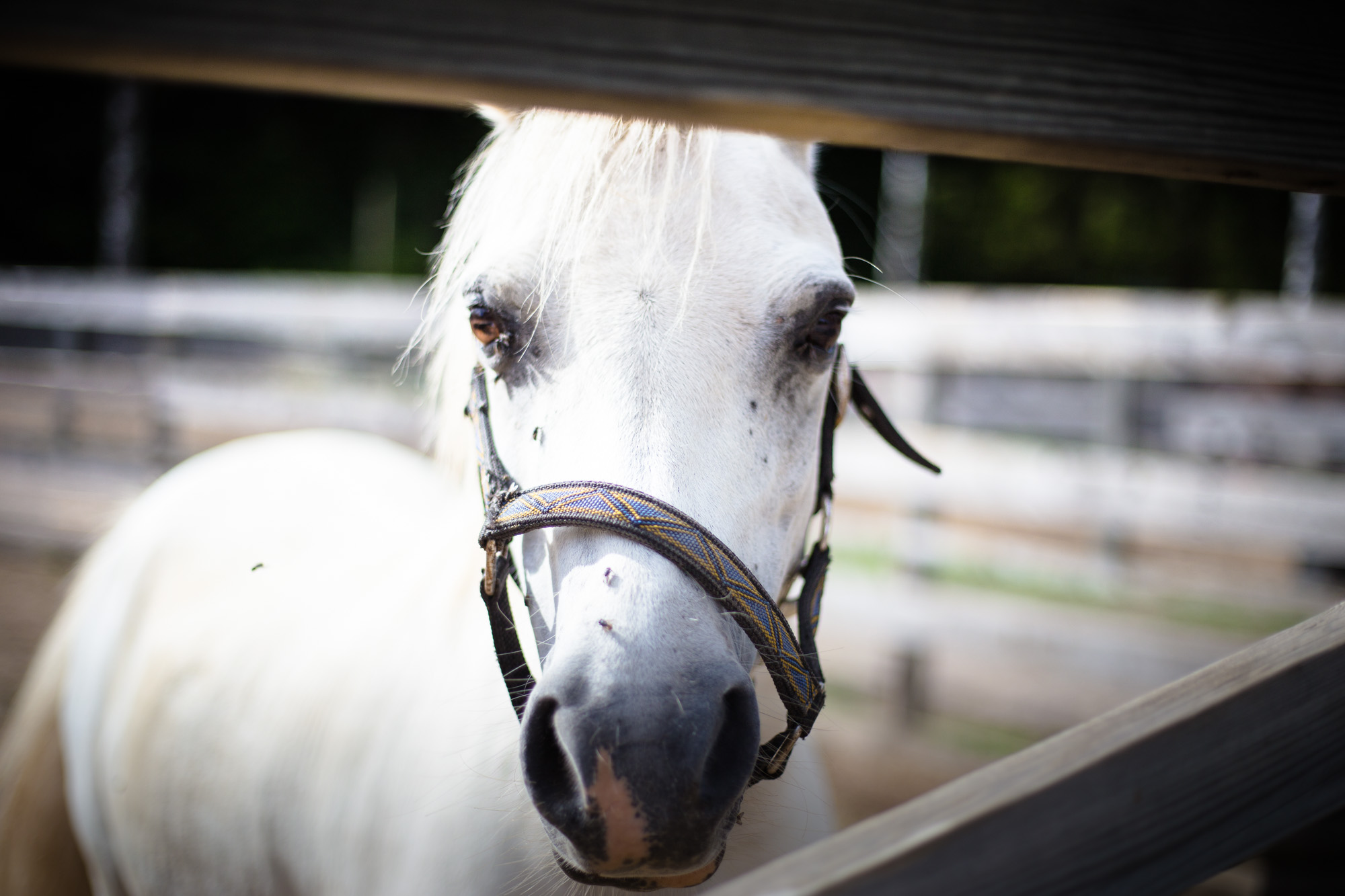 Our friends neighbors have horses, and when we visit, the girls alway get to go riding.