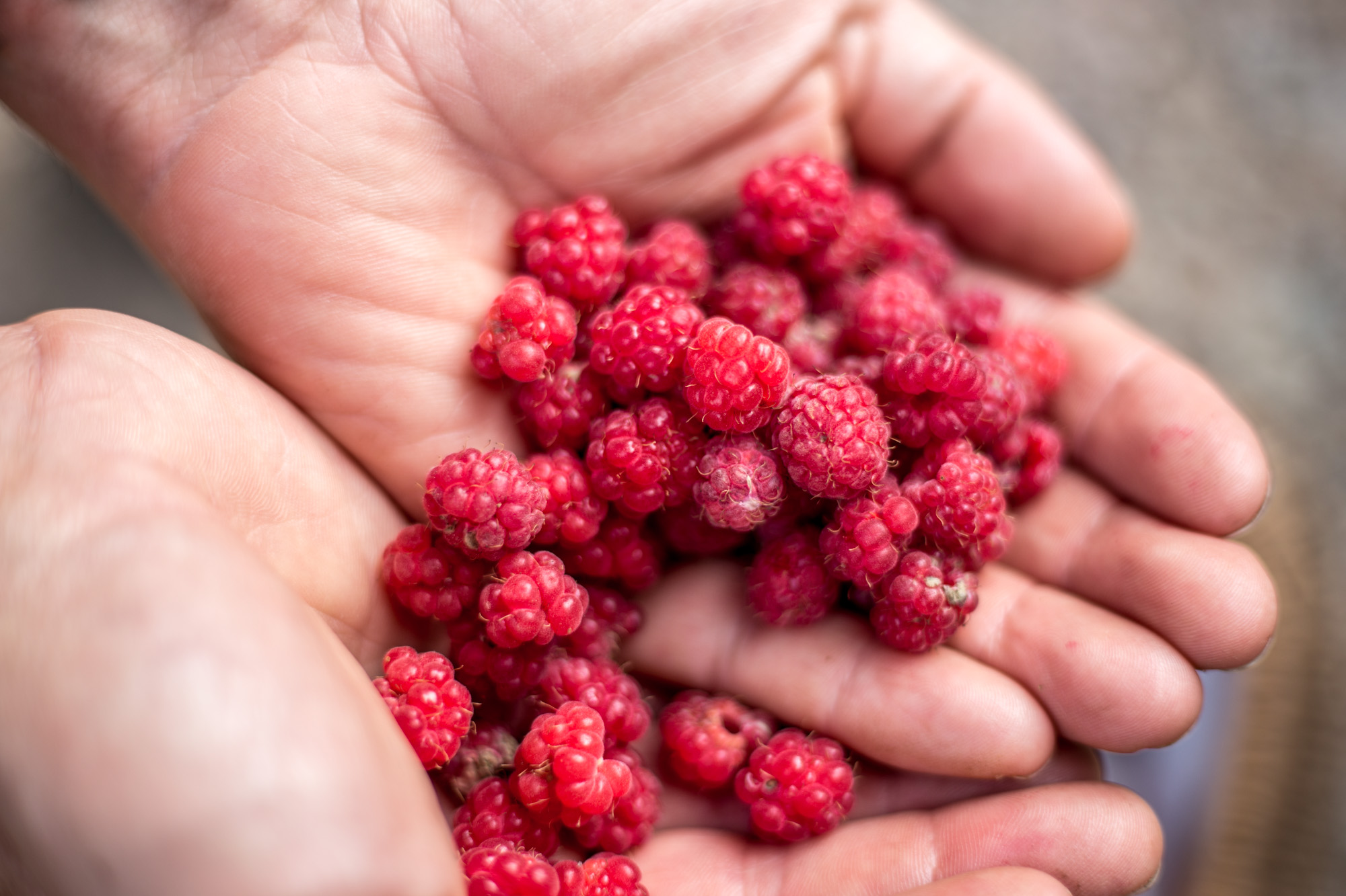 The woods around the house were full of wild raspberries, which we used for a fabulous dessert.