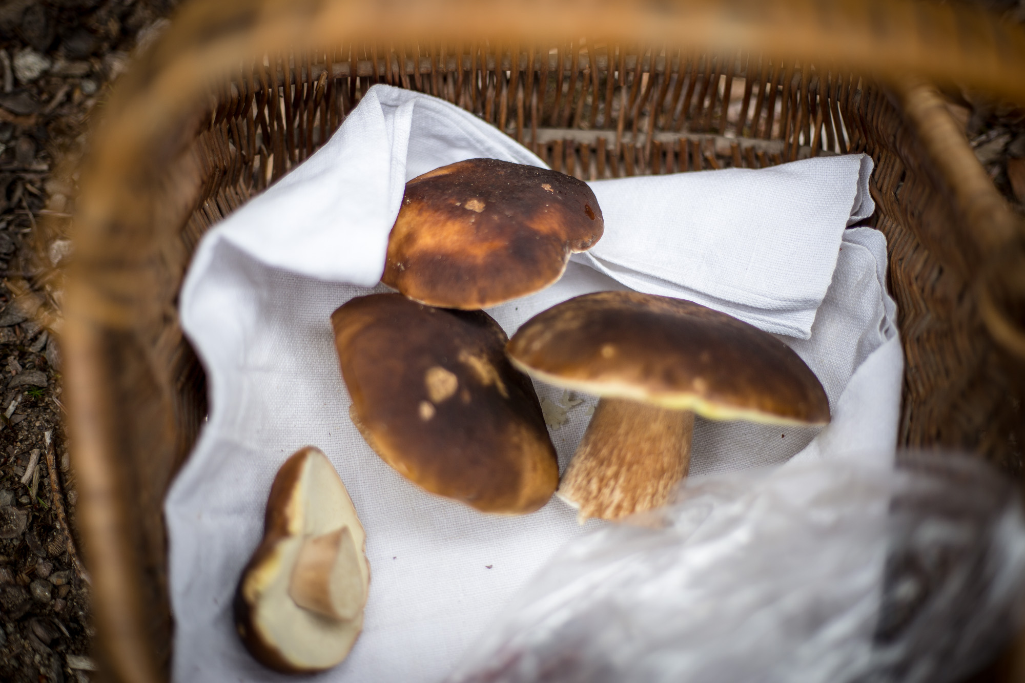 We not only found raspberries, but also delicious mushrooms. Our friends are experts on all the different kinds of mushrooms, and our dinner turned into a michelin star meal.