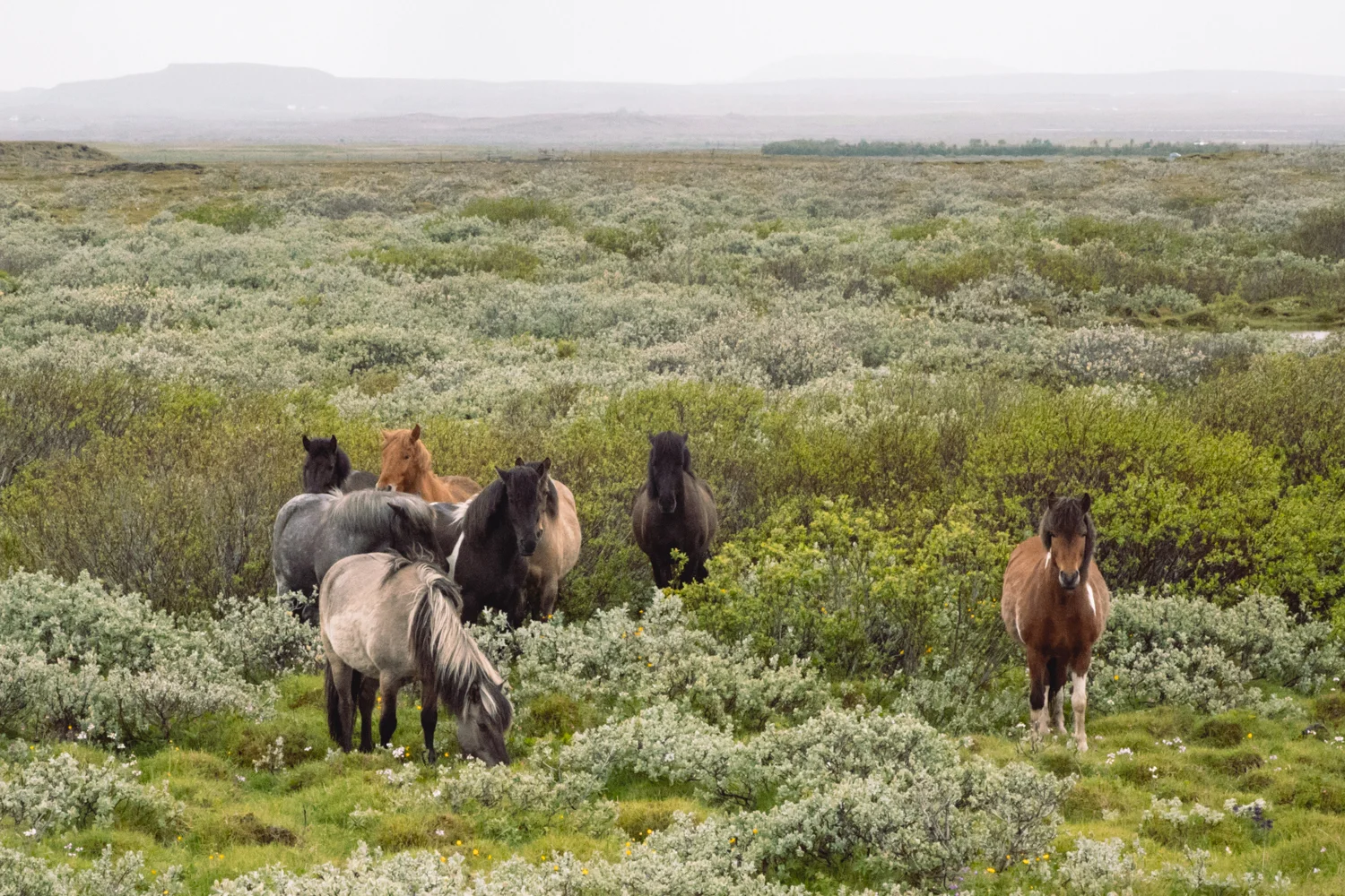 Iceland-0583.jpg