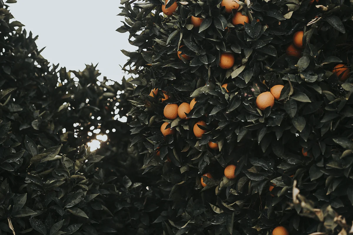 oranges_lr-2.jpg