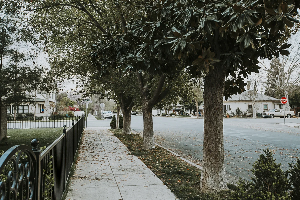 treelined_streets_lr-7.jpg