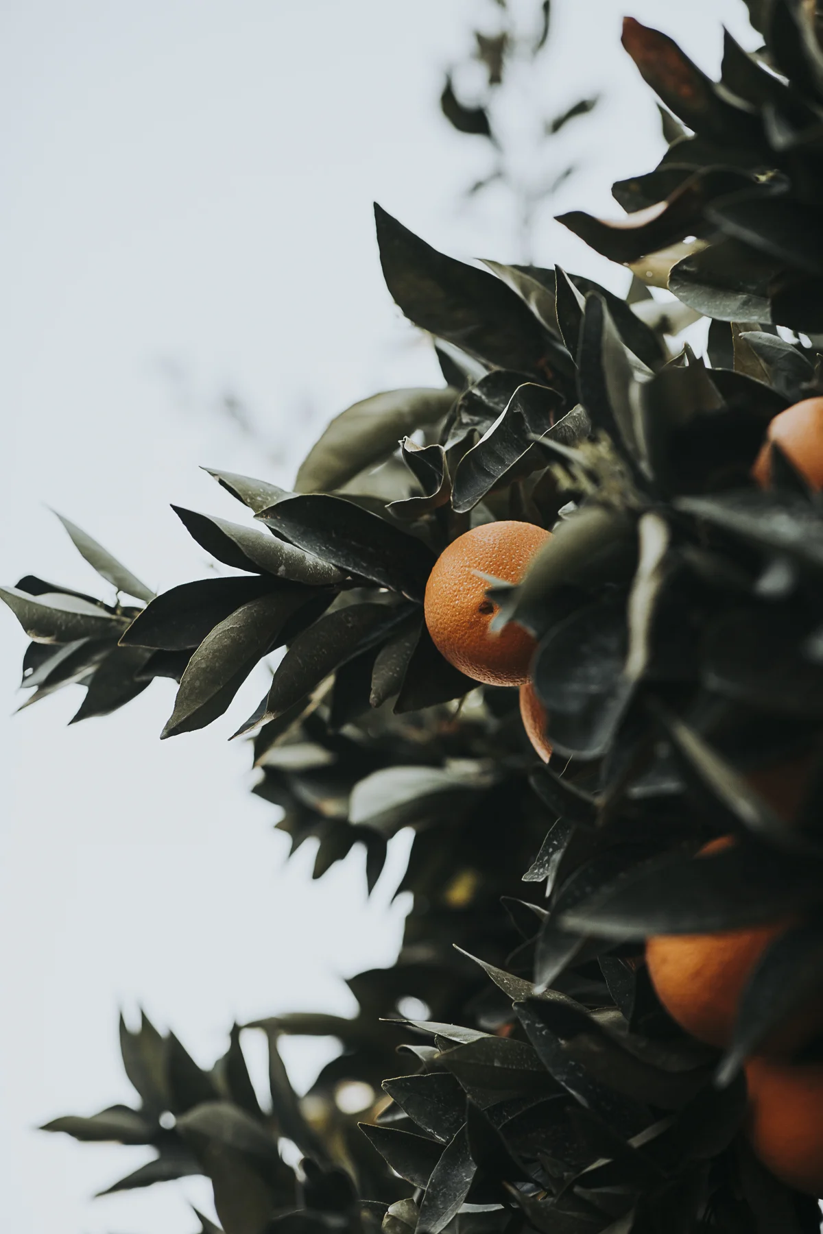 oranges_lr-3.jpg