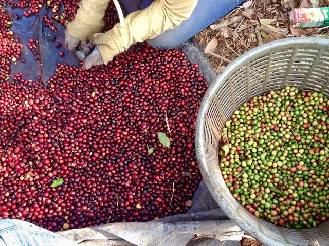 Our coffee is a handmade experience. A slow careful selection aimed towards high quality not quantity. We offer Direct Trade microlots from our farms to your door! We are producers connecting all the dots! 😊
