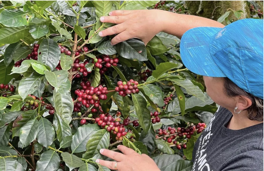 HOW DOES EL NIÑO AFFECT COFFEE PRODUCTION?