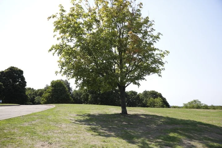 LarzAndersonPark_180.JPG