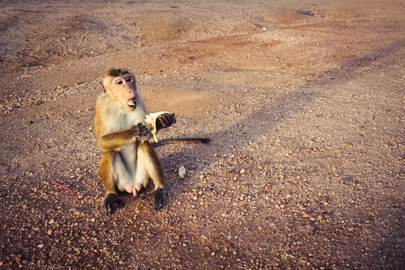 12-06-2015 IMG_5782.JPG