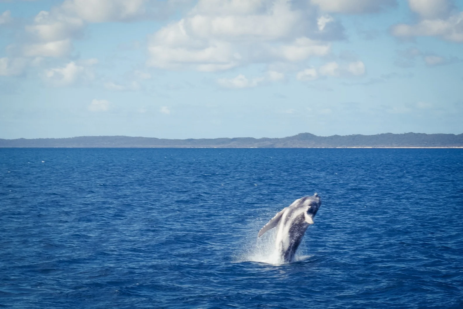 WHALE WATCHING HERVEY BAY