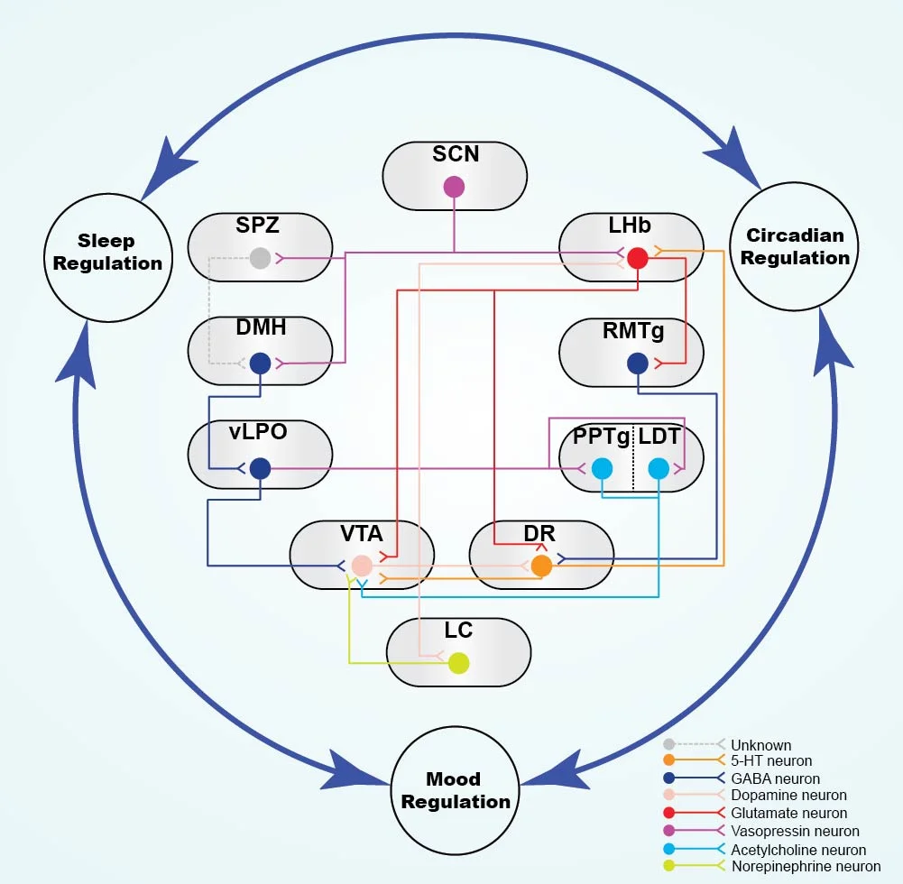 Neural circuit linking sleep-wake and circadian centers of the brain to regions associated with regulation of mood.