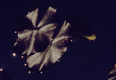 foglie_042_small.jpg