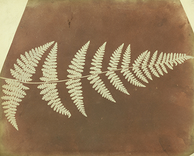William_Henry_Fox_Talbot_(British_-_(Buckler_Fern)_-_Google_Art_Project_400px.jpg