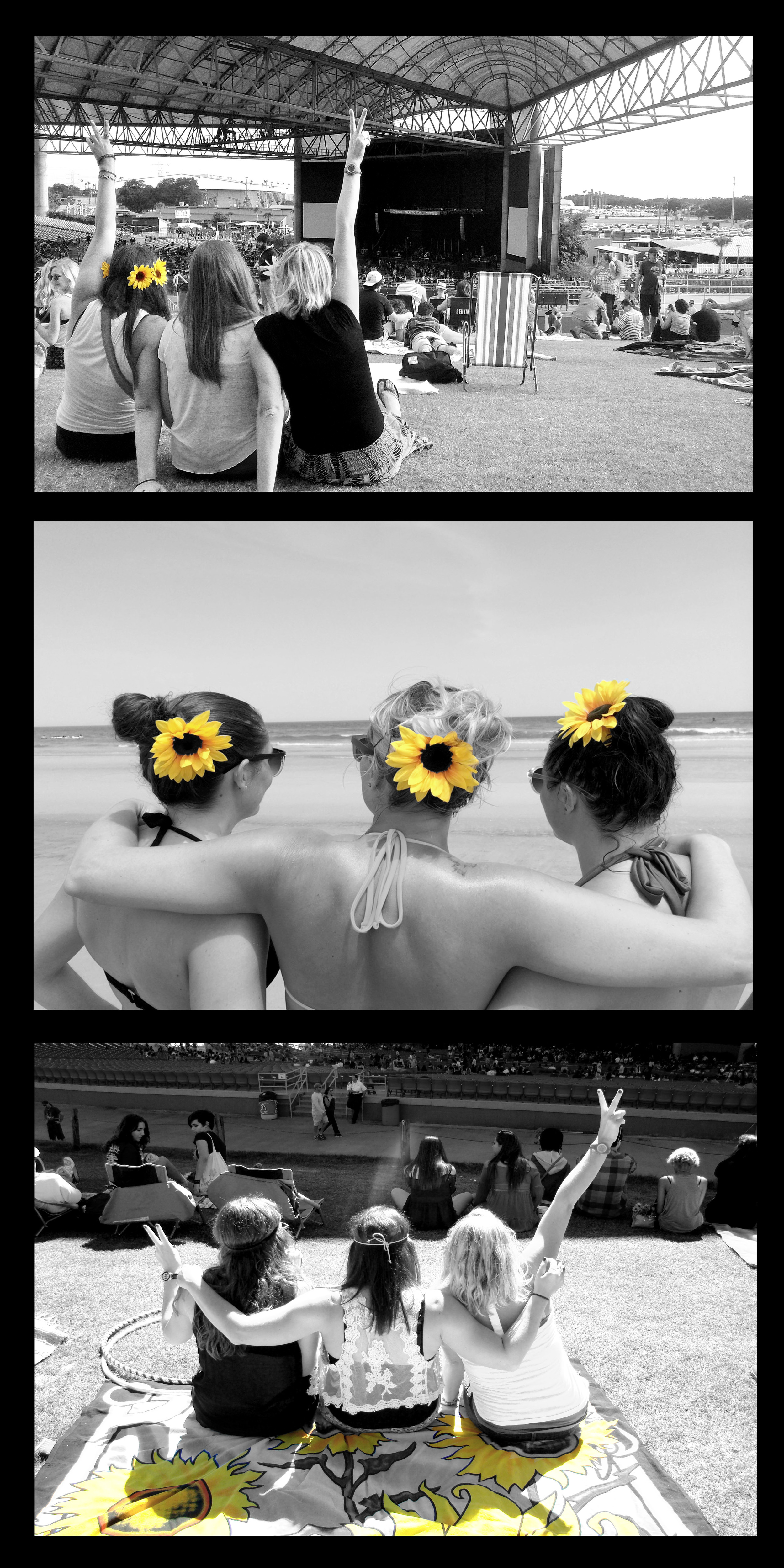 Sunflower Power