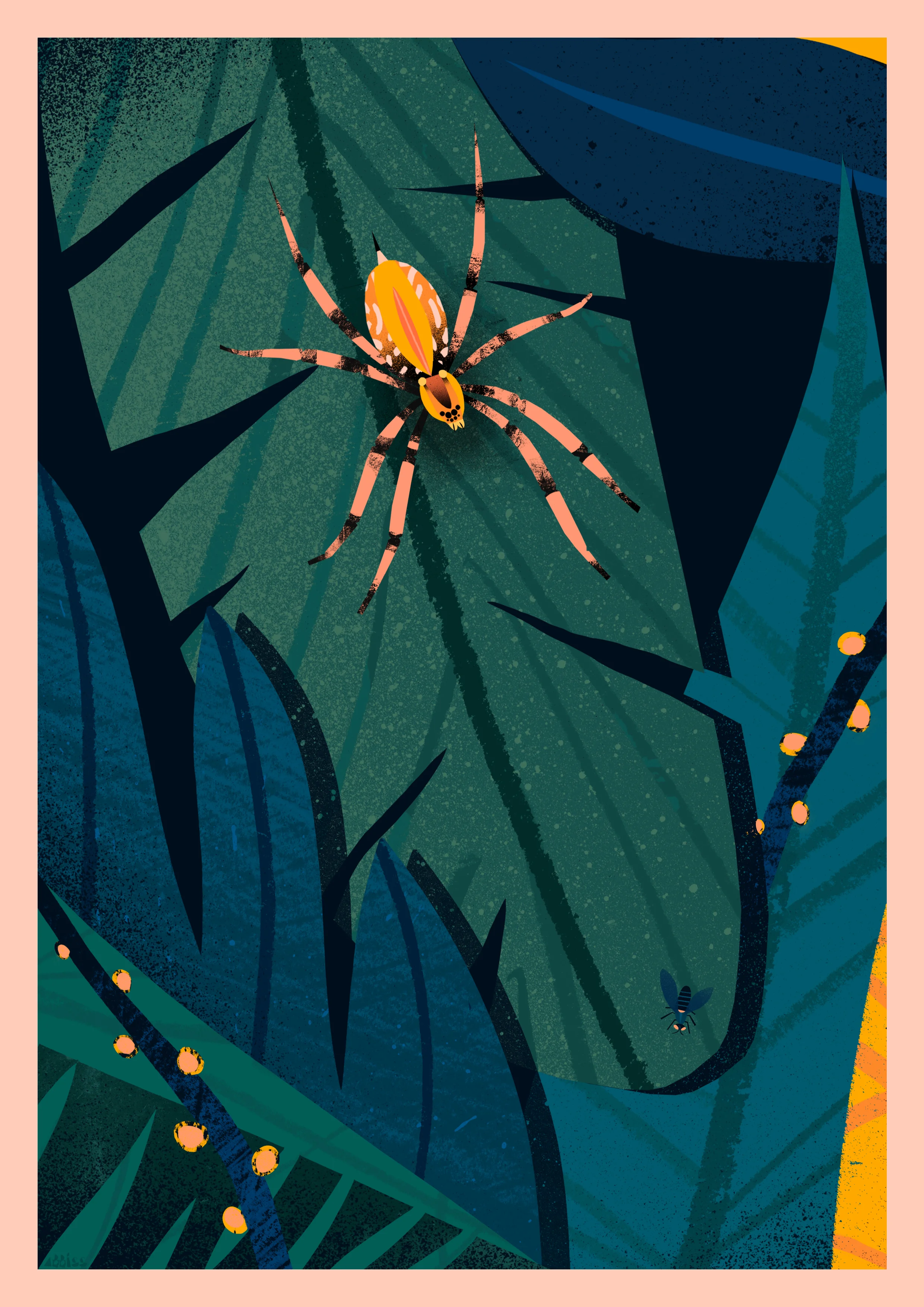 ‘Spider &amp; Fly’  Available to Licence